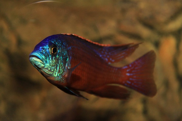 kunnon kameralla Protomelas taeniolatus red empress-ukko, altaan kingi :)
