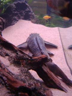 DSC03942 (WinCE).JPG