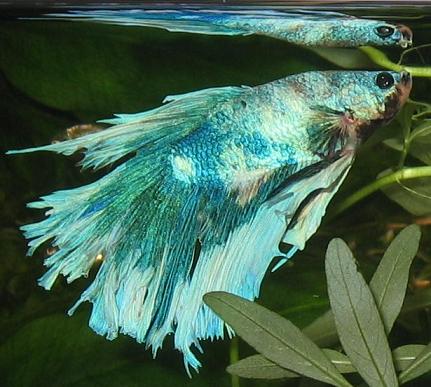 Cumulus peilaa pienempi.jpg