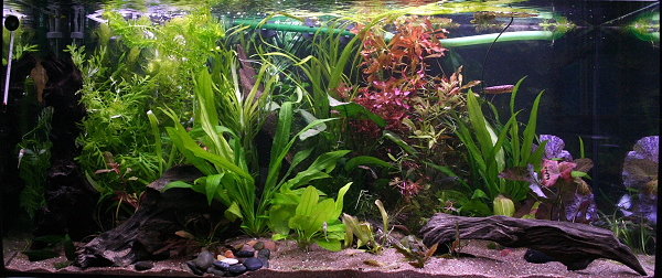 ..Ja tässä kasveineen ja kaloineen (jotka piilossa kylläkin vielä)