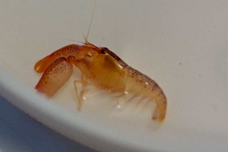 IMG_7587.jpg (313.67 KiB) Katsottu 4709 kertaa El Diablo