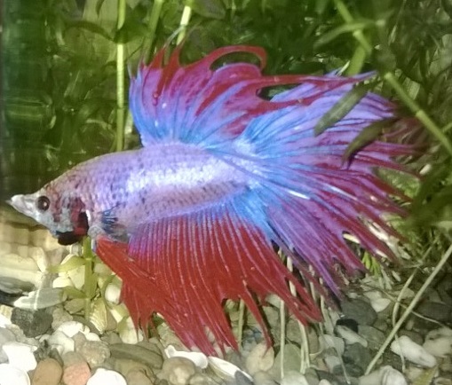 multicolor cambo?