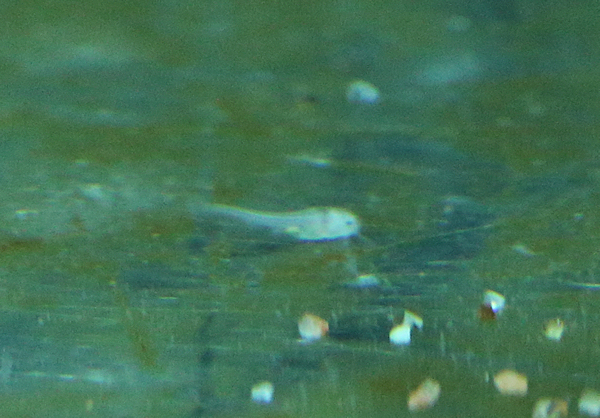 Lucipinniksen poikanen.