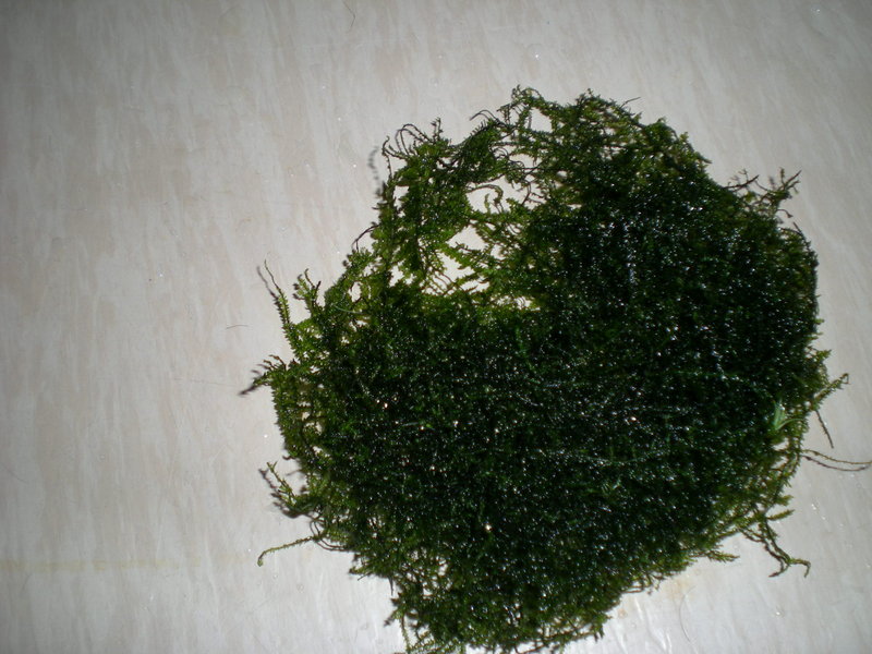 Vesicularia dubyana