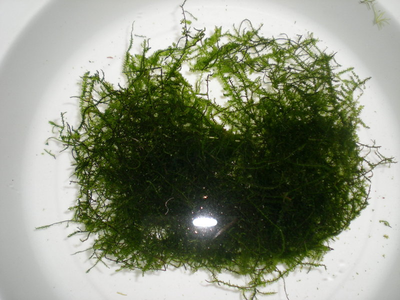 Vesicularia dubyana karantteenissa.