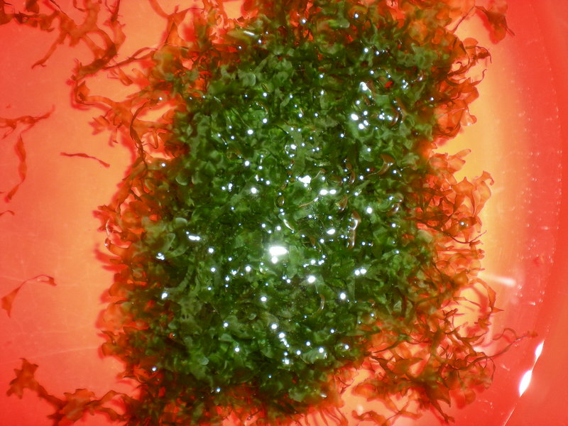 Lomariopsis lineata karantteenissa.