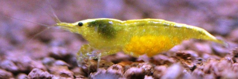 Neocaridina davidi var. Yellow Fire female (1).JPG