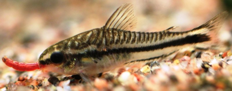 Corydoras pygmaeus eating Blood worm.JPG