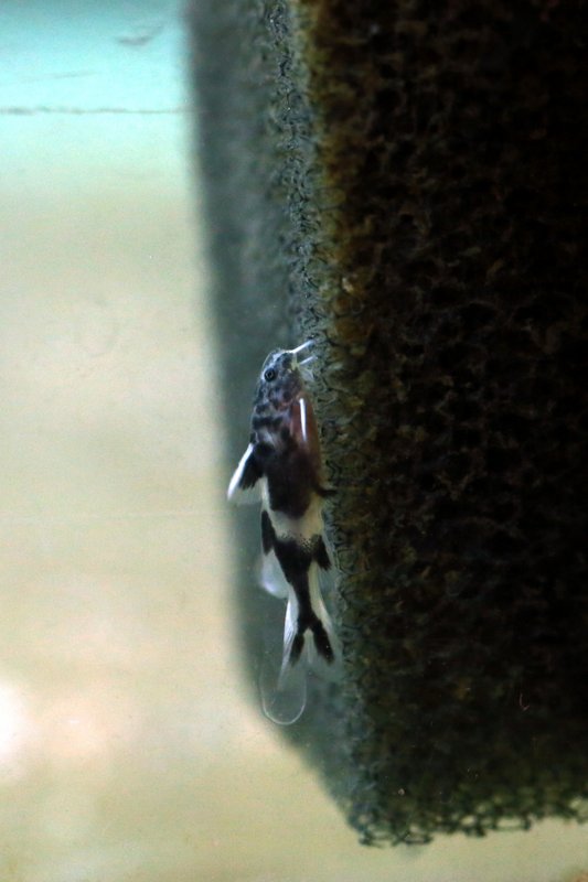 Synodontis lucipinnis, pentu