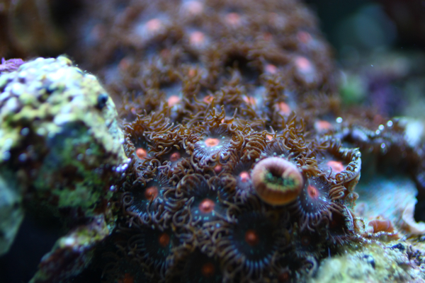Zoanthus sp. (red/orange)
