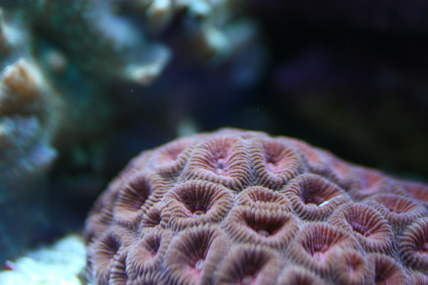 Favites sp. (red)