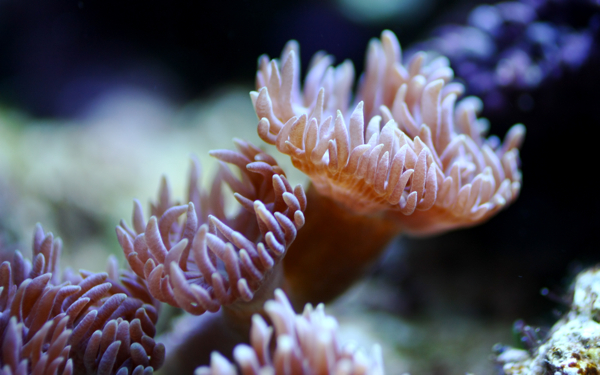 Duncanopsammia axifuga