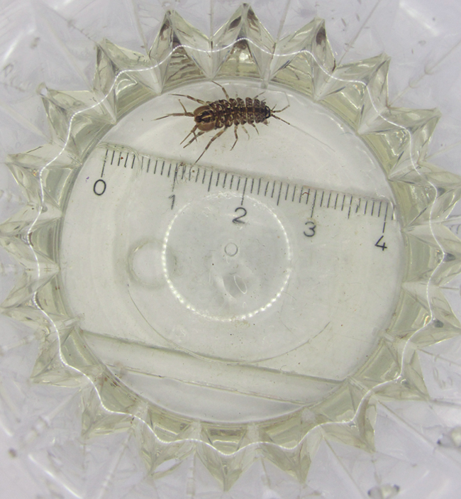 Tässä kuva yhdestä Uroksesta 27.11.2014  (kerätty kirkasvetisen metsäojan latvapaikalta).<br />Mittasin olemassa olevilla (Seran) tippateistellä keräämieni siirojen luonnonvesien arvoja.<br />Paikka oli puolivarjoinen, kirkasvetinen, hiekkapohjainen virtaama, jonne oli kasautunut runsaasti ympäröivien lehtipuiden lehtiä (koivu, haapa, kuusen neulasia,oksia,käpyjä).<br /><br />Lämpötila ilmassa oli 5 °C, veden 4 °C.<br />pH:  4,5<br />kH:  1-2 °dkH<br />gH:  1-2 °dgH<br />NH4, NH3: 0 mg/litra <br />NO2 : 0,1mg/litra<br />Fe: 0,25mg/litra<br />Cu: 0,0mg/litra<br />Sio3 : 2mg /Litra