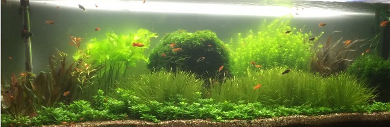 375L planted aquarium