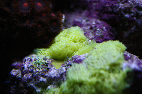 Spongebob Squarepants