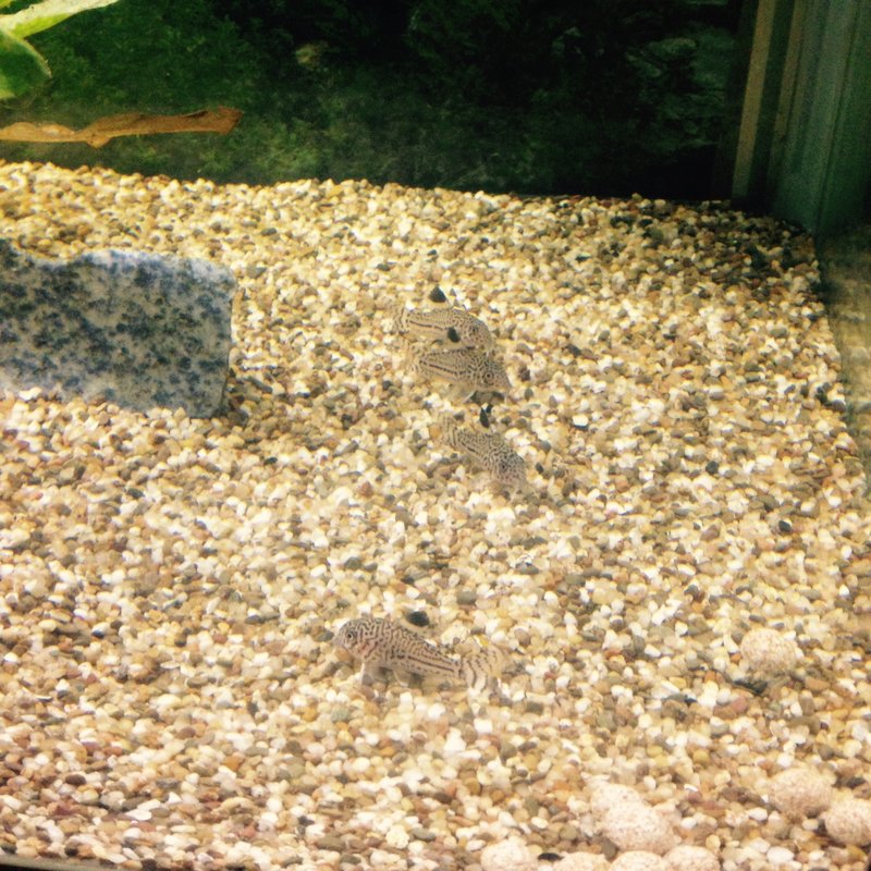 Power Rangersit rivissä