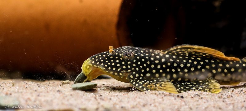 pleco_eats-2704.jpg