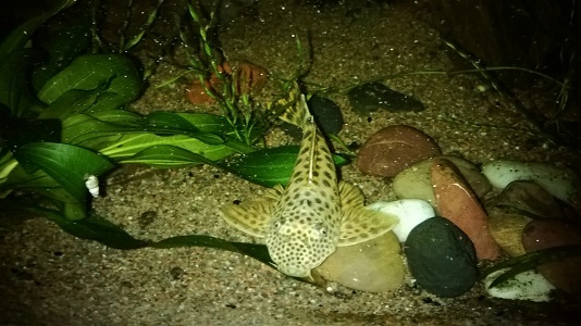kipossa