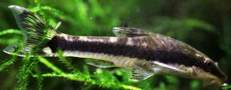 Otocinclus vittatus Total Length 45mm.JPG