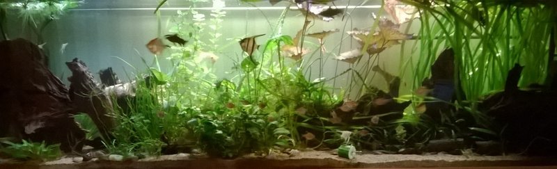 Se saniainen tuolta vasemmasta laidasta on lähtenyt seikkailulle. Olin laittanut sen liian löysästi kiinni, niin yhtenä yönä oli irronnut. Hups. Täytyisi kalastella sen palaset ja sitoa tiukemmin takaisin tonne kannon nokkaan.