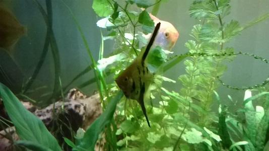 &lt;3 ja iskä kurkkii konnanputken takaa