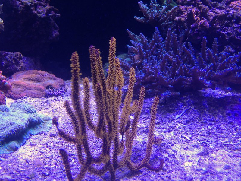 Gorgonia