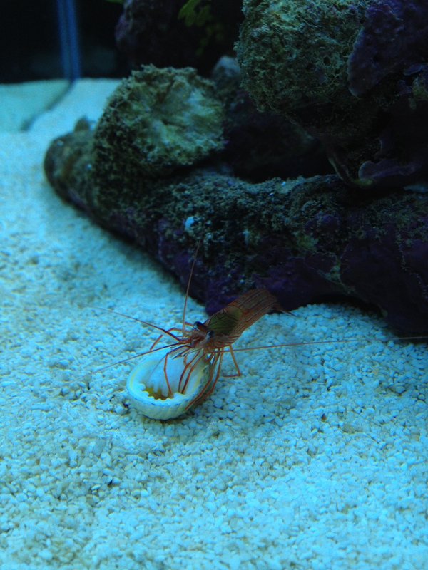 Peppermint shrimp