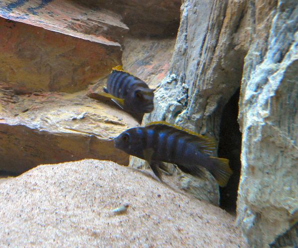 Labidochromis sp mbamba.jpg