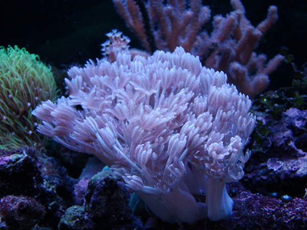 XENIA SP..JPG