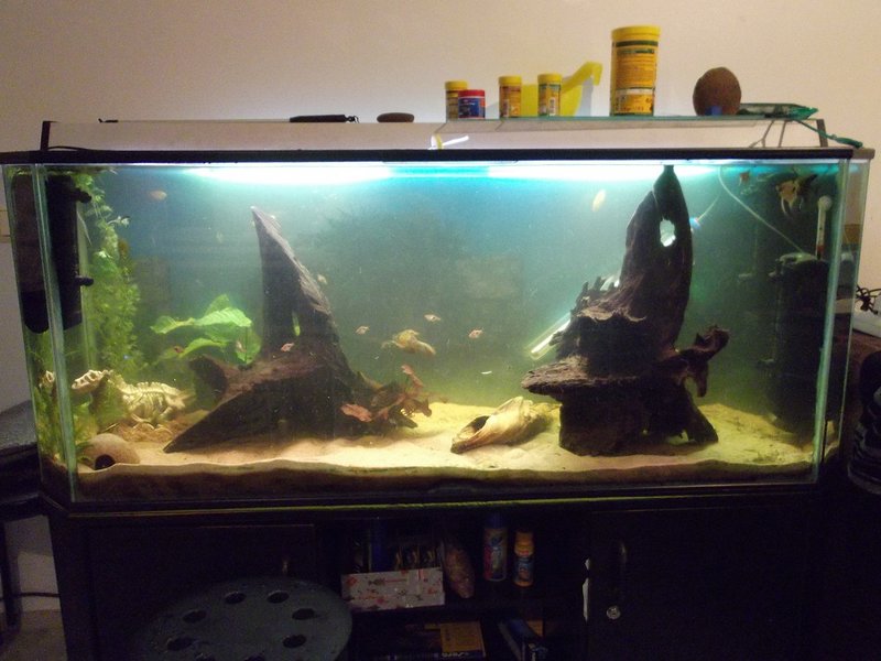 DSCF2767.JPG (422.29 KiB) Katsottu 3490 kertaa Lähtökohtana sisutukselle oli kaksi suurempaa allasta "hallitsevaa" juurakkoa joiden ympärille kokonaisuus sitten hahmottuu kuinka nyt hahmottuukaan.