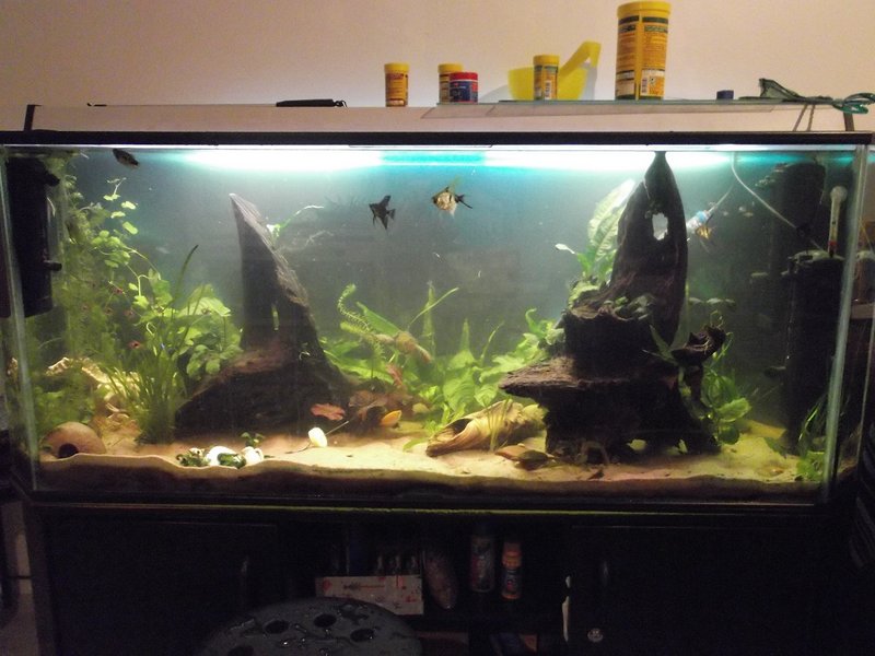 DSCF2799.JPG (414.84 KiB) Katsottu 3490 kertaa Tässä lisää kuvaa, kun kaikki tämänhetkiset kasvit on saatu paikalleen. Varmasti kasvit ja kasvien asettelu tulee vielä muuttumaan (plekot pitävät huolen, että järjestys muuttuu vaikken itse sitä haluaisikaan..) ja lisääkin on tulossa.