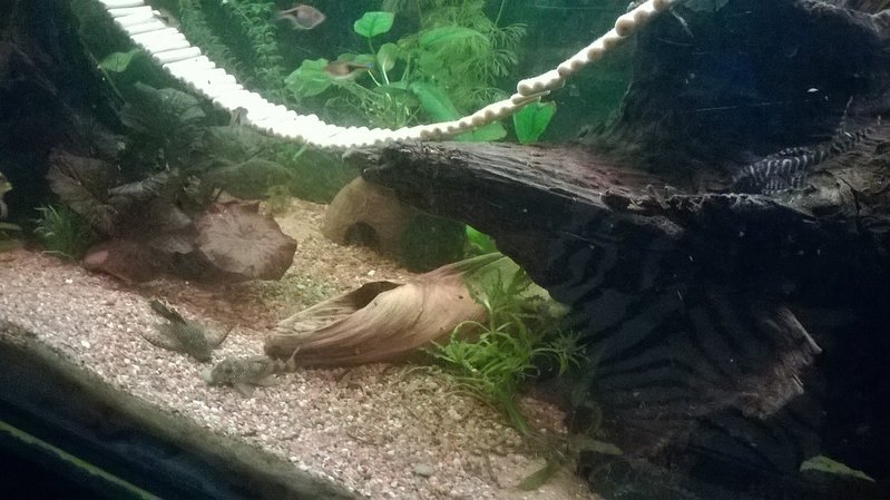 Tässä vähän kuvaa myös ujoista asukeista (oikealla ylhäällä sokkelopleko ja alhaalla keskemmällä valkopallopleko). Huntueväinen partamonnikin siihen änkesi (vasemmanpuoleinen).