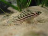 Julidochromis   ???