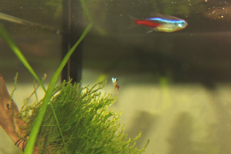 Neon vaavi