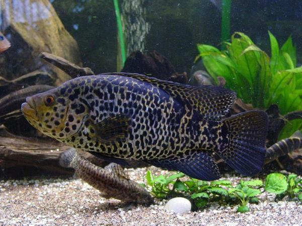 managuensis 25cm
