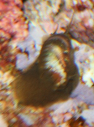 slug.jpg