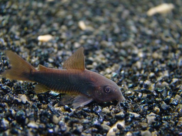 Yksi ostamistani black venezueloista....