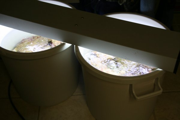 Noin 40kg elävää kiveä pyörimässä suolavedessä.