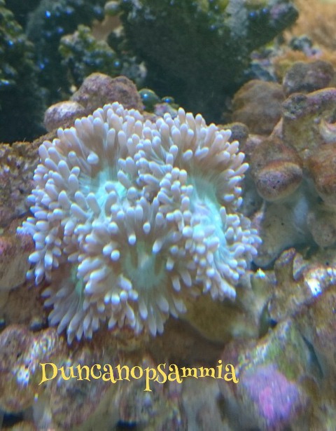 koralli1.jpg