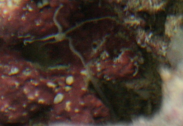 Hauskoja veijareita nämä käärmetähdet.