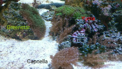 korallit.jpg