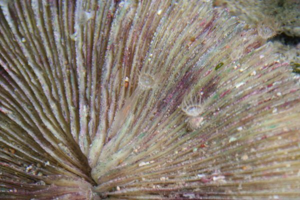 Fungia ottanut hieman siipeensä.