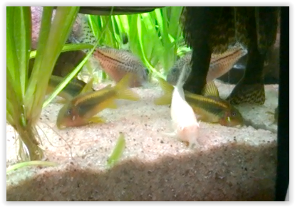 Perun kultainen juova -monniset