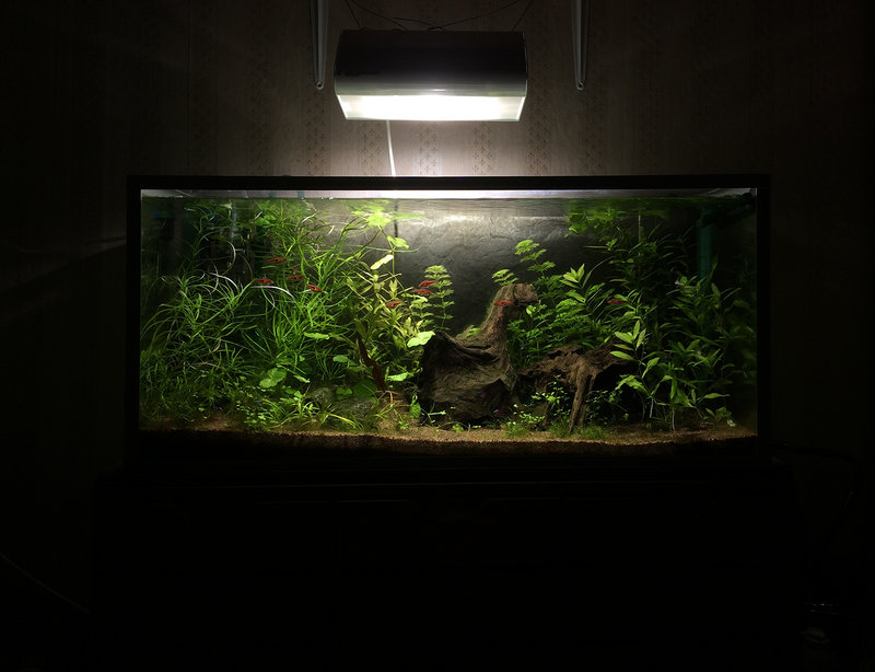 kalat4.jpg (978.75 KiB) Katsottu 8731 kertaa kalat4.jpg