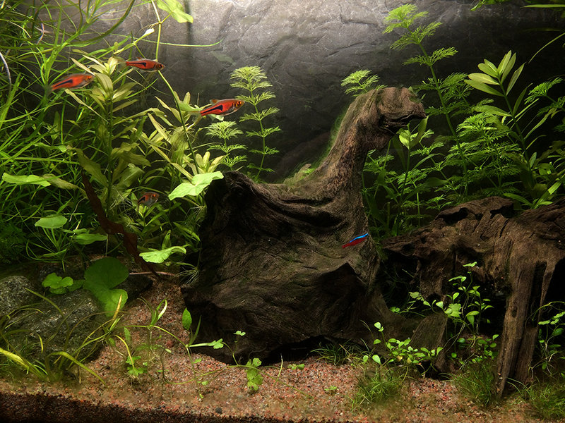 KALAT1.jpg (851.83 KiB) Katsottu 8731 kertaa KALAT1.jpg