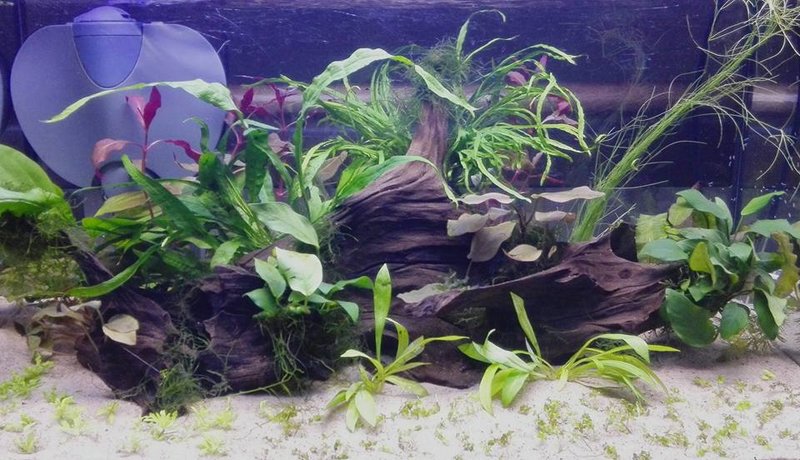 akvaario_20170108-01.jpg (93.97 KiB) Katsottu 13000 kertaa 8.1.2017