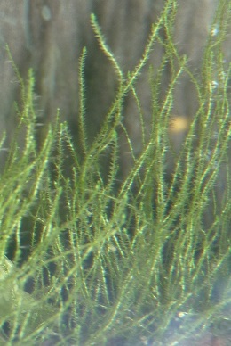 P1120798  stringy moss.jpg