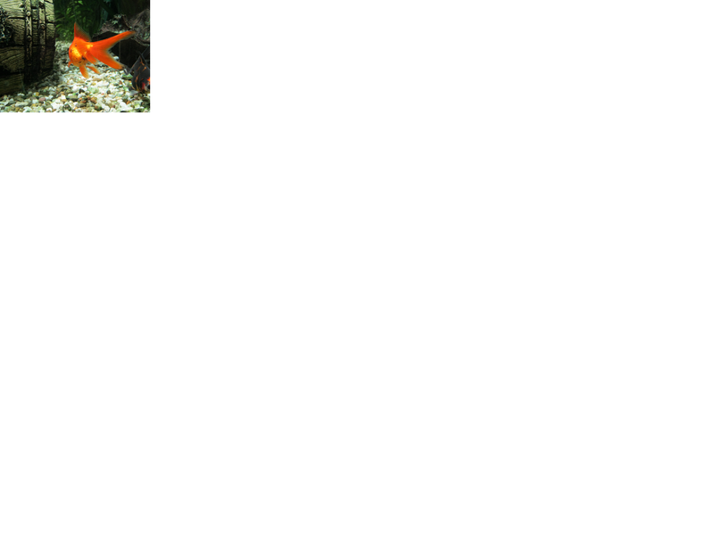 kala1.png