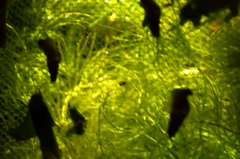 DSC_0831.JPG (310.38 KiB) Katsottu 14450 kertaa Epätarkka kuva, mutta keskellä oleva piste on kutupallo. :D