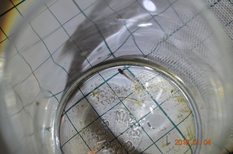 DSC_0841.JPG (209.2 KiB) Katsottu 14450 kertaa Poikanen on aika pieni noin isolle kalalle. Ruutu on 1 cm kantiltaan. Tässä voi nähdä ulkoiset kidukset, juuri ja juuri, jotka sitten katoavat ajan myötä.